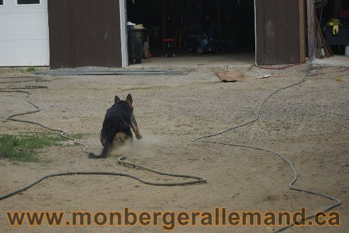 Photo berger Allemand Elevage de lignée de Champion