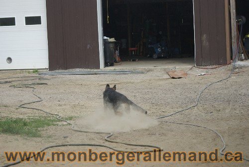 Photo berger Allemand Elevage de lignée de Champion