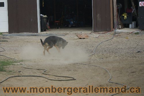 Photo berger Allemand Elevage de lignée de Champion