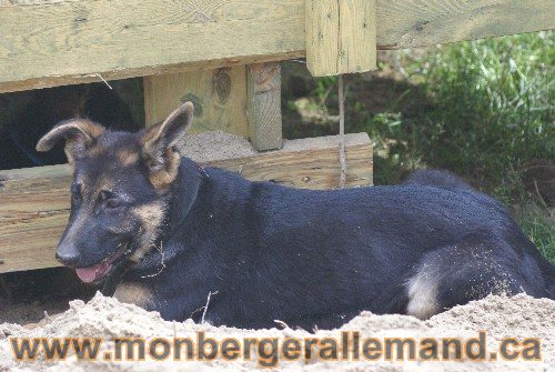 Photo berger Allemand Elevage de lignée de Champion