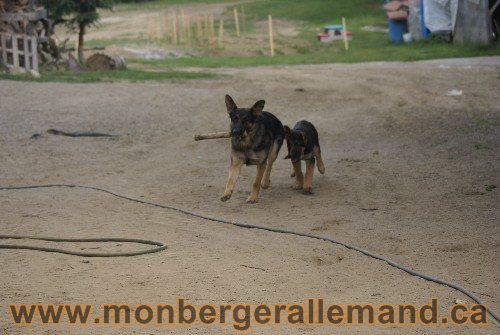 Photo berger Allemand Elevage de lignée de Champion