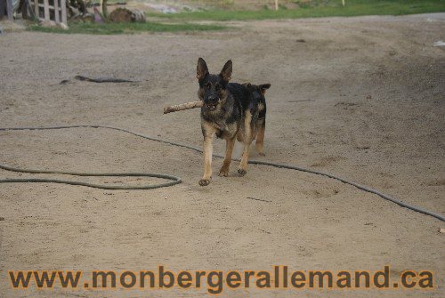 Photo berger Allemand Elevage de lignée de Champion