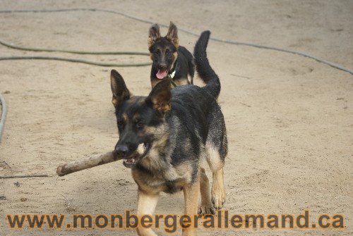 Photo berger Allemand Elevage de lignée de Champion