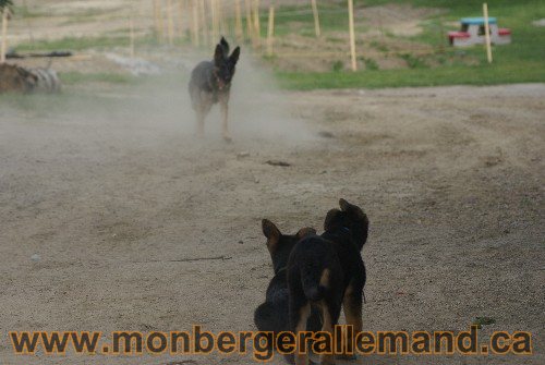 Photo berger Allemand Elevage de lignée de Champion