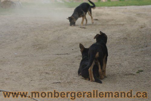 Photo berger Allemand Elevage de lignée de Champion