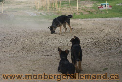 Photo berger Allemand Elevage de lignée de Champion