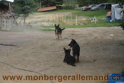 Photo berger Allemand Elevage de lignée de Champion