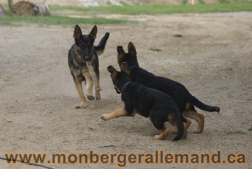 Photo berger Allemand Elevage de lignée de Champion