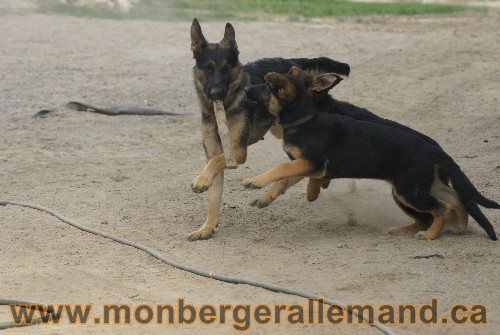 Photo berger Allemand Elevage de lignée de Champion