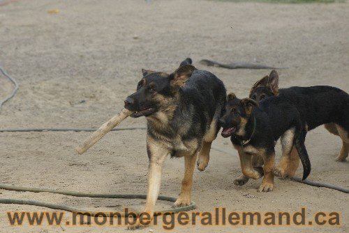Photo berger Allemand Elevage de lignée de Champion