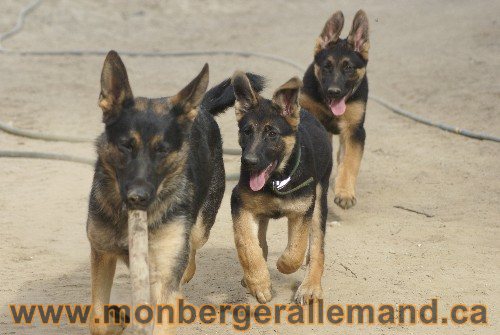 Photo berger Allemand Elevage de lignée de Champion