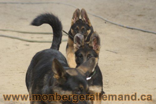 Photo berger Allemand Elevage de lignée de Champion