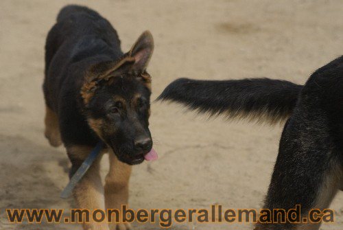Photo berger Allemand Elevage de lignée de Champion