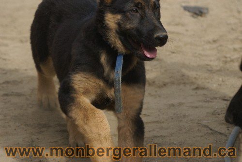 Photo berger Allemand Elevage de lignée de Champion