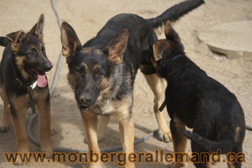 Photo berger Allemand Elevage de lignée de Champion
