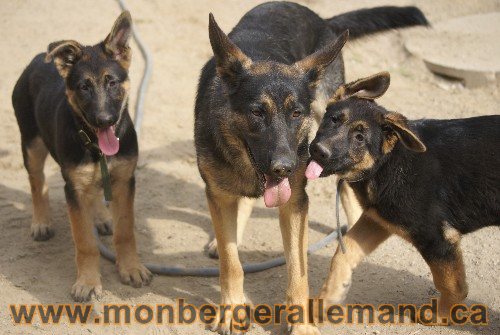 Photo berger Allemand Elevage de lignée de Champion