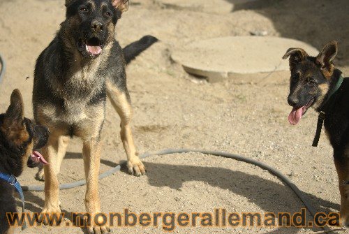 Photo berger Allemand Elevage de lignée de Champion