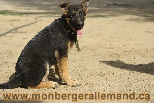 Photo berger Allemand Elevage de lignée de Champion