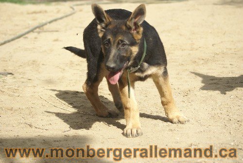 Photo berger Allemand Elevage de lignée de Champion