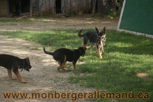 Photo berger Allemand Elevage de lignée de Champion