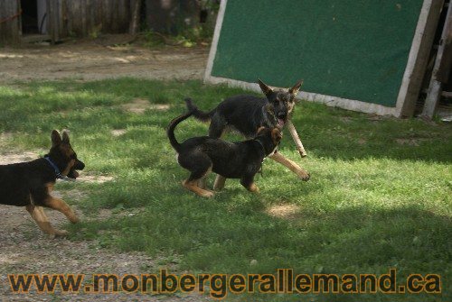 Photo berger Allemand Elevage de lignée de Champion