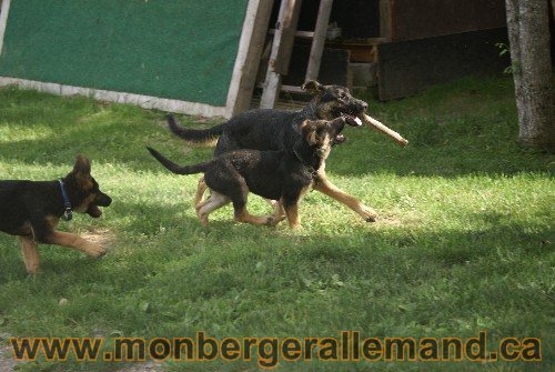 Photo berger Allemand Elevage de lignée de Champion
