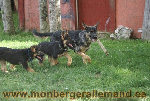 Photo berger Allemand Elevage de lignée de Champion