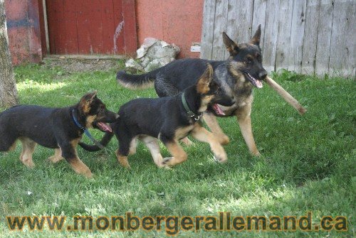 Photo berger Allemand Elevage de lignée de Champion