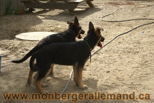 Photo berger Allemand Elevage de lignée de Champion
