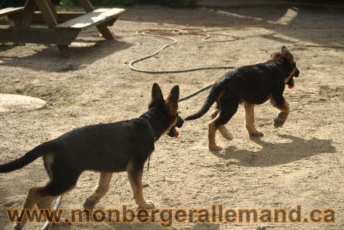 Photo berger Allemand Elevage de lignée de Champion