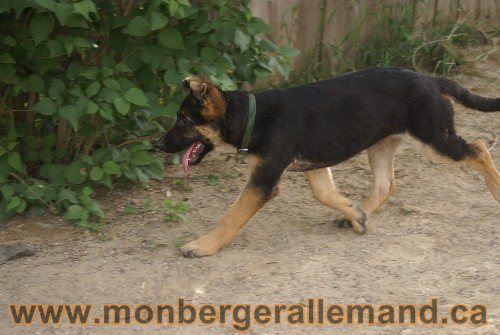 Photo berger Allemand Elevage de lignée de Champion