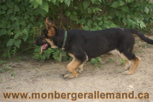 Photo berger Allemand Elevage de lignée de Champion
