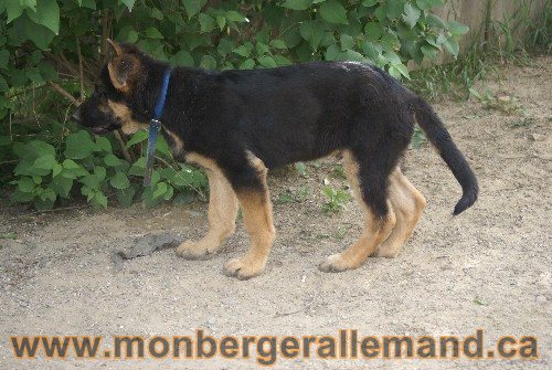 Photo berger Allemand Elevage de lignée de Champion