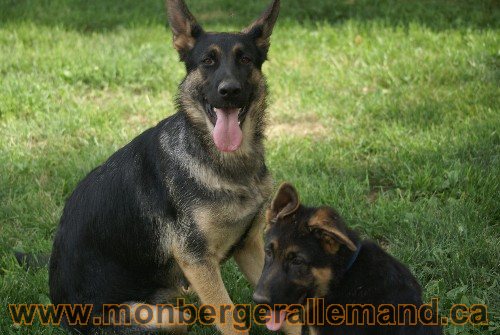 Photo berger Allemand Elevage de lignée de Champion
