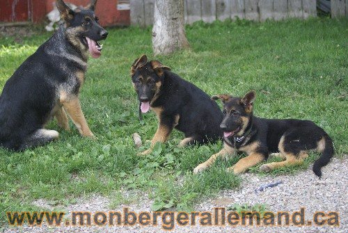Photo berger Allemand Elevage de lignée de Champion