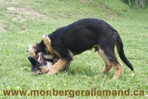 Photo berger Allemand Elevage de lignée de Champion