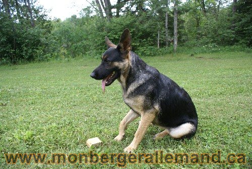 Photo berger Allemand Elevage de lignée de Champion
