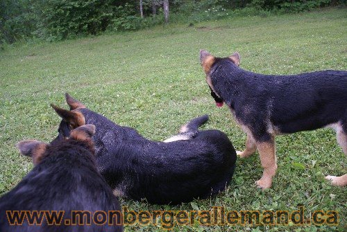 Photo berger Allemand Elevage de lignée de Champion