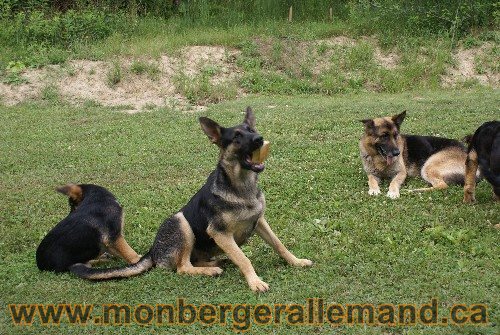 Photo berger Allemand Elevage de lignée de Champion