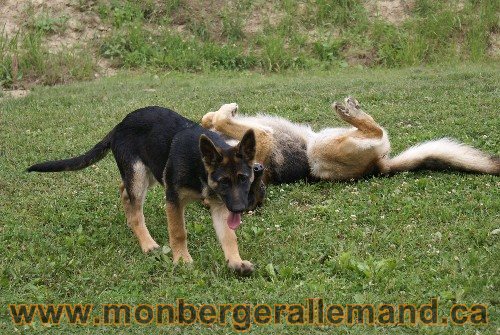 Photo berger Allemand Elevage de lignée de Champion