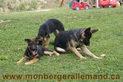 Photo berger Allemand Elevage de lignée de Champion