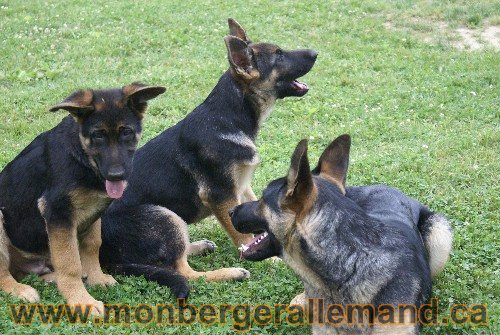 Photo berger Allemand Elevage de lignée de Champion