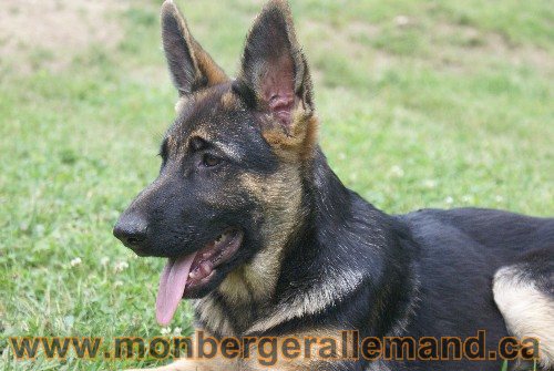 Photo berger Allemand Elevage de lignée de Champion