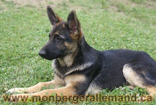 Photo berger Allemand Elevage de lignée de Champion