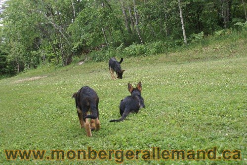 Photo berger Allemand Elevage de lignée de Champion