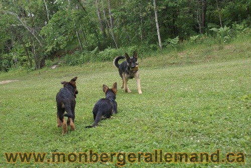 Photo berger Allemand Elevage de lignée de Champion