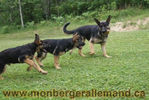Photo berger Allemand Elevage de lignée de Champion