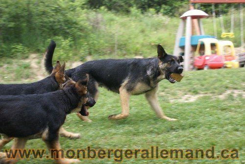 Photo berger Allemand Elevage de lignée de Champion