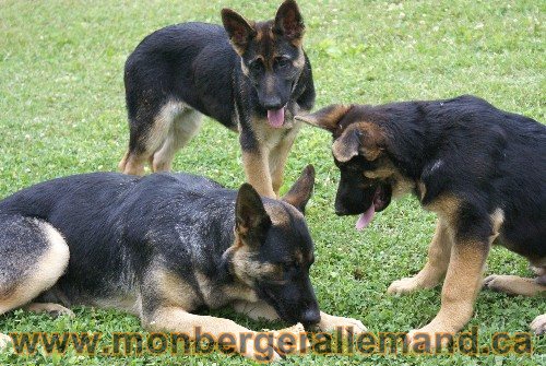 Photo berger Allemand Elevage de lignée de Champion