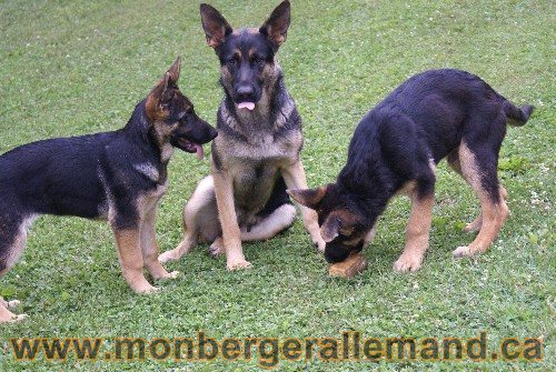 Photo berger Allemand Elevage de lignée de Champion